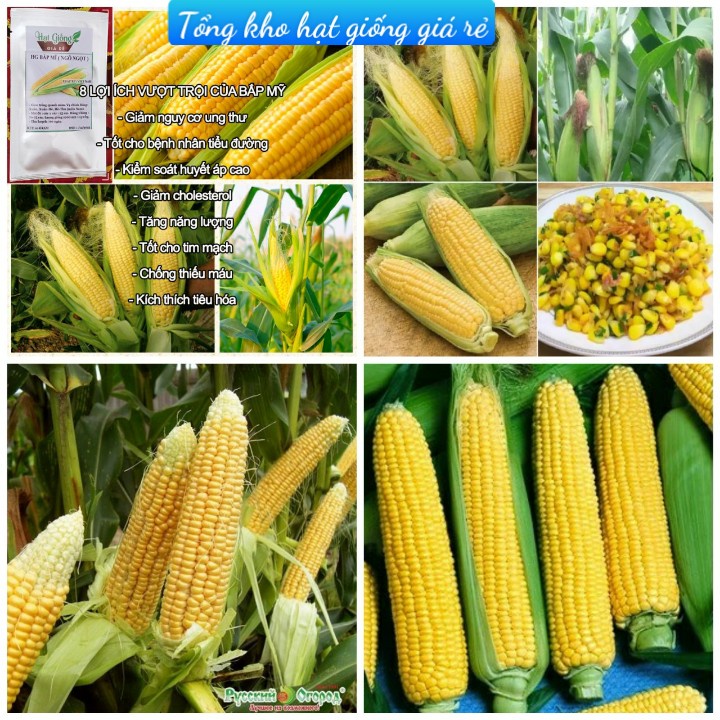 (Gói 15 hạt)Hạt giống ngô ngọt ( bắp mỹ ) dễ trồng kháng bệnh tốt năng suất cao