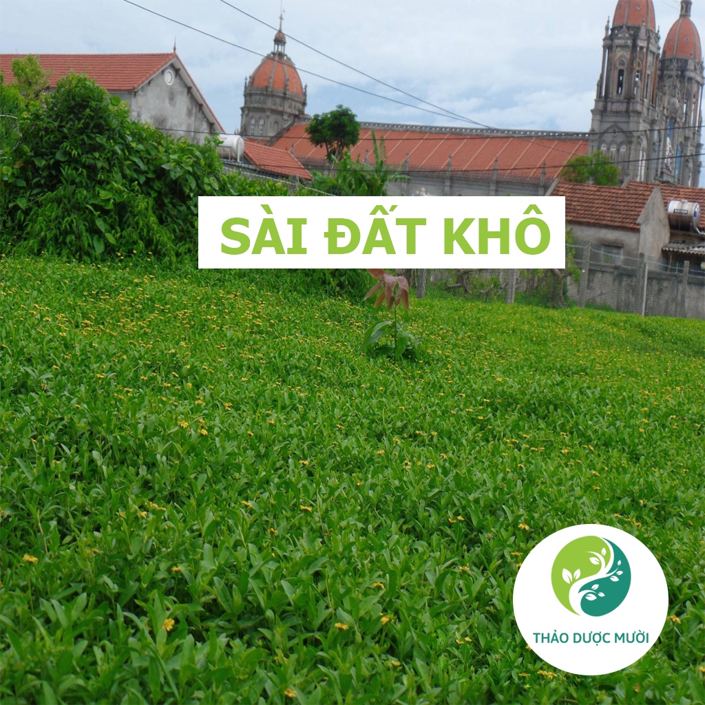 Cây Sài đất, sài đất khô chất lượng cao, chăm sóc theo môi trường nhà kính, đại lý số 1 cung cấp sỉ lẻ