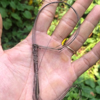 Bẩy giò Cu gáy cáp nhật se 7 kiểu Malai