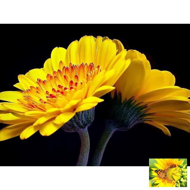 Gói 100 Hạt Giống Hoa Đồng Tiền Kép Lùn - Mix