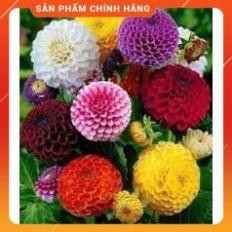 HẠT GIỐNG THƯỢC DƯỢC TỔ ONG NHIỀU MÀU GÓI 50 HẠT