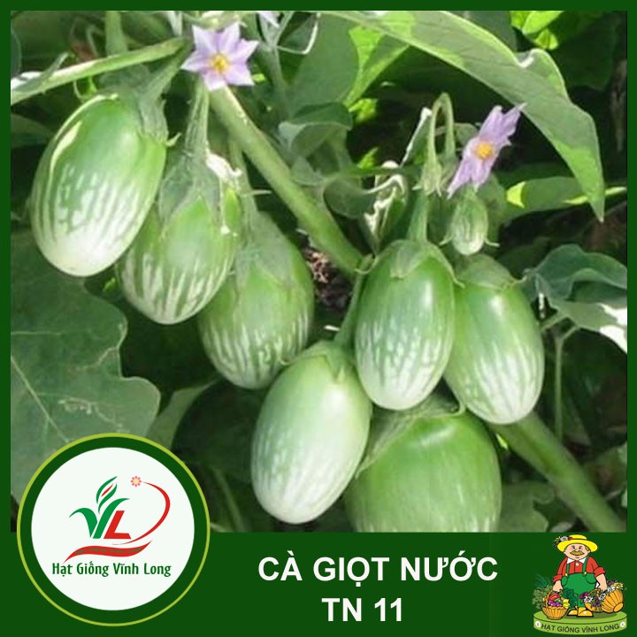 Hạt giống Cà giọt nước TN 11 - 1g