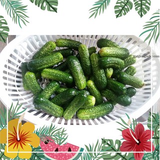 Hạt Giống Dưa Chuột Bao Tử - 10 Hạt F1
