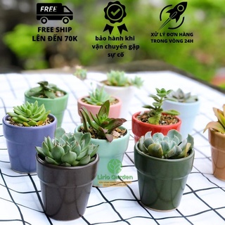 Cây sen đá kèm chậu [ sen gửi cây ngẫu nhiên ]