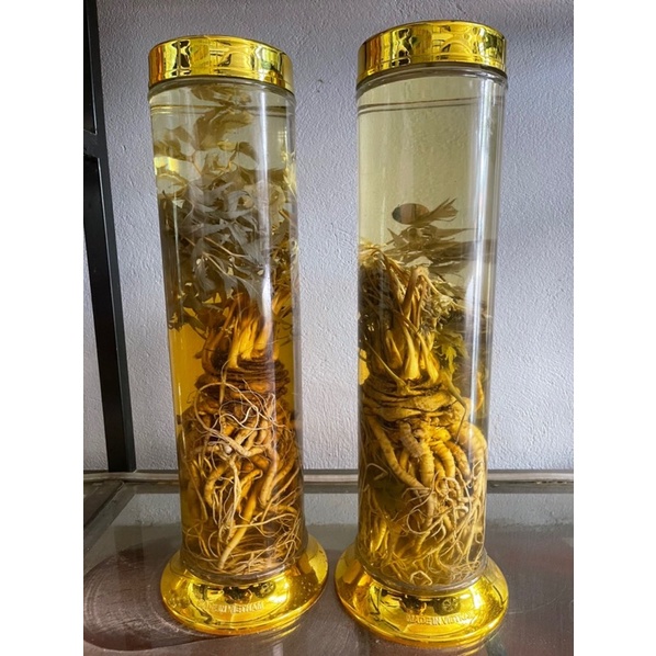 1kg Sâm Đương Quy tươi Lai châu