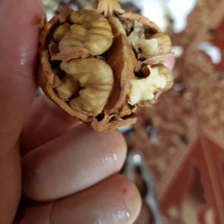 Bột Ngũ Cốc Hỗ Trợ Tăng Cân - 1kg