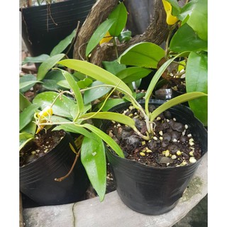 Lan Cẩm cù(cây giống,như hình)