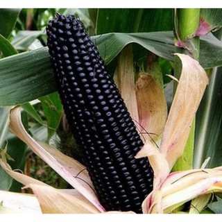 10 gam Hạt giống ngô nếp tím, hạt to, nảy mầm tốt Kèm quà tặng