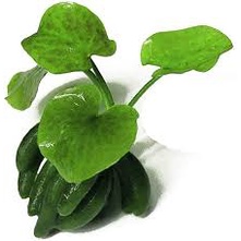 Trang Chuối thủy sinh - Cây Thủy Sinh dễ trồng không Co2