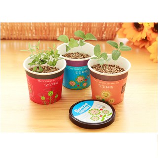 Combo 2 Chậu Hạt Giống Cây Trồng Sinh Thái ( xả Kho - Hộp Móp )