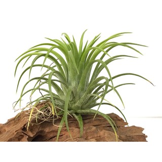 Không Khí Ionantha Druid ( lá vàng, hoa màu trắng)