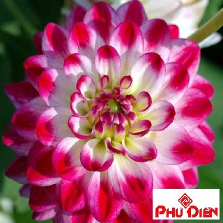 hạt giống hoa thược dược kim cương 40 hạt  PHÚ ĐIỀN