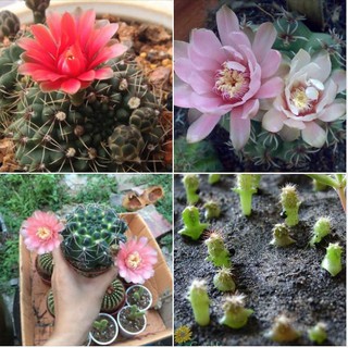 20 Hạt giống xương rồng thần long nhiều màu