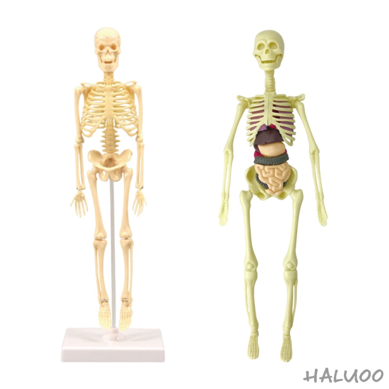 Mô Hình Bộ Xương Người Dùng Giải Phẫu Cơ Thể Với Xương Nhìn Như Thật Và Chuyển Động Cho Học Khoa Học Trẻ Em