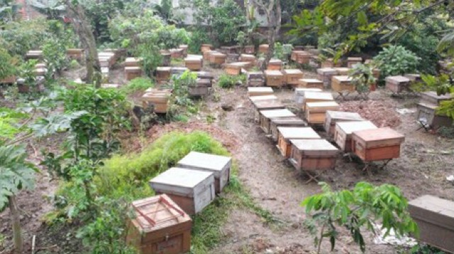 500ml Mật ong rừng tràm nguyên chất 100%, bao đổi trả nếu mật giả