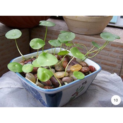 Hạt giống cây thủy sinh bán cạn rau má đồng tiền