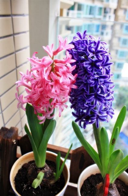 Củ hoa Tiên Ông trồng sẵn trong chậu chơi hoa tết_chậu 1 cây hoa tiên ông thành phẩm