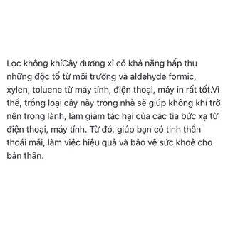 dương xỉ  thân gỗ (cây giống bao sống)
