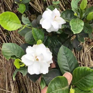 Bạch thiên hương