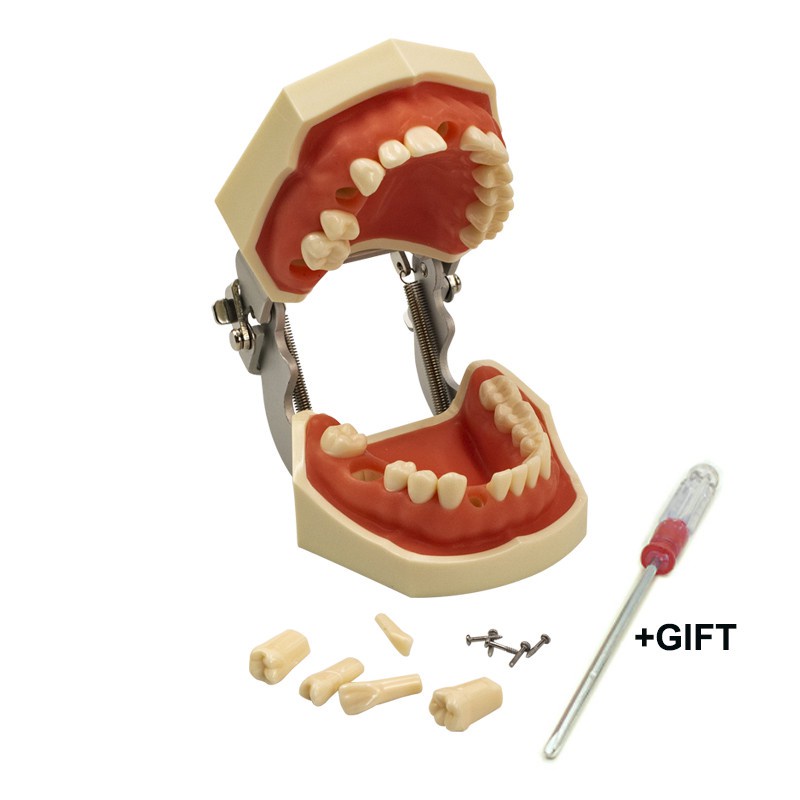 Mẫu hàm thực hành nha khoa,mô hình mài cùi 28 răng - ảnh sản phẩm 6