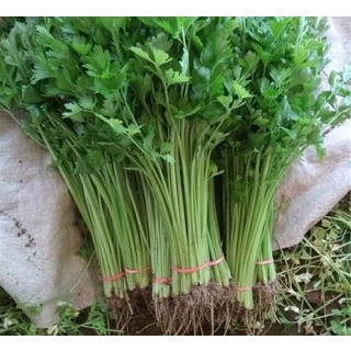 Hạt giống rau cần tây thái lan 2gr = 3400 hạt nhập nguyên gói