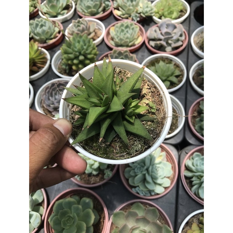 Móng rồng xanh trung