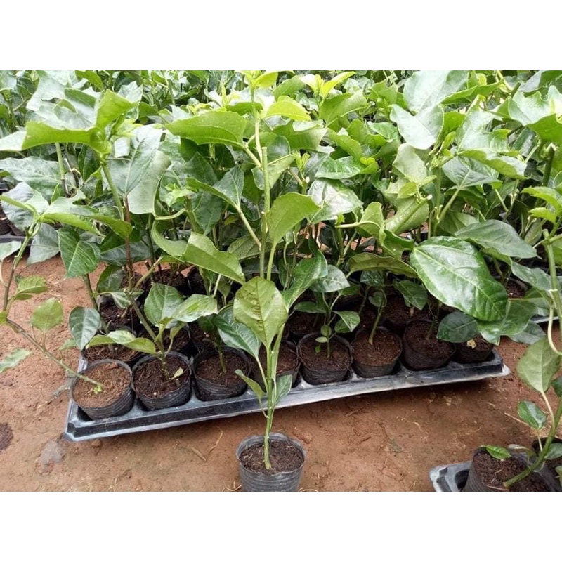 sét 5 khay ươm hạt 32 lỗ đk miệng 6cm cao 5,5cm