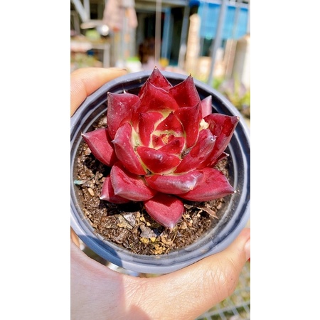 sen đá đế đỏ
