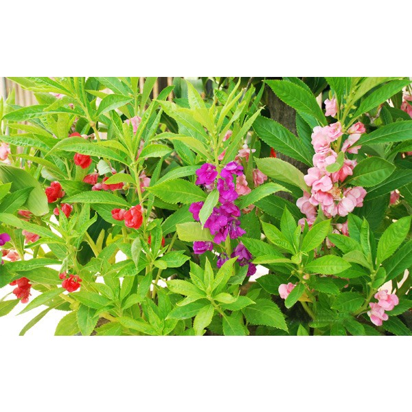 Hạt giống hoa Trà Phụng Tiên F1 dễ trồng tỉ lệ nảy mầm cao hoa mix màu