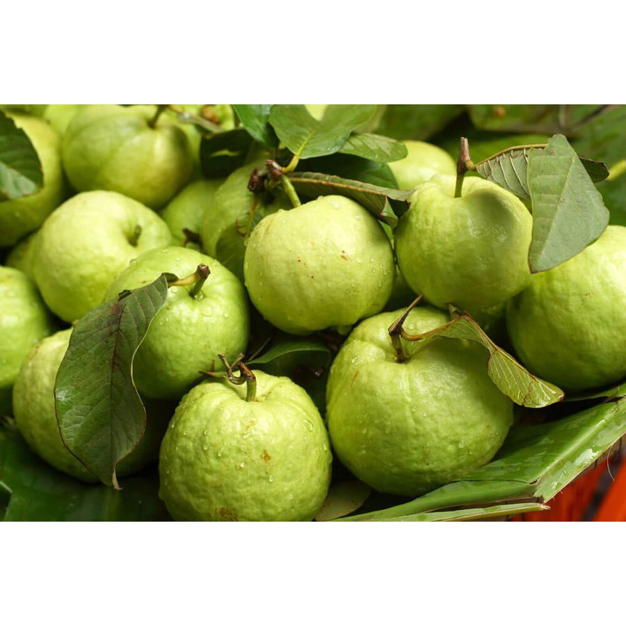 Ổi Thanh Hà Giòn, Ngọt giao siêu tốc Hà Nội