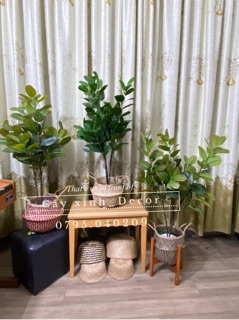 Cây Hạnh Phúc tặng giỏ cói cao cấp