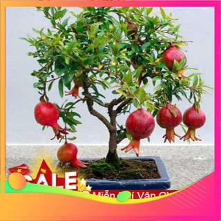 Hạt Giống Lựu Lùn - 5 Hạt VIETGAR