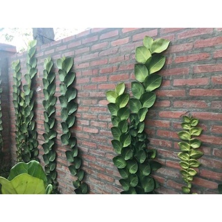 tắc kè thái lá lớn