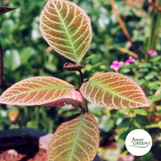 Lá khôi tía (khôi nhung) 1KG  - FG165