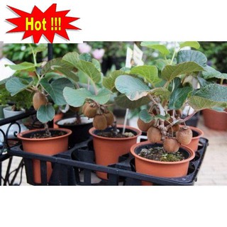 Hạt Giống Kiwi - 30 Hạt