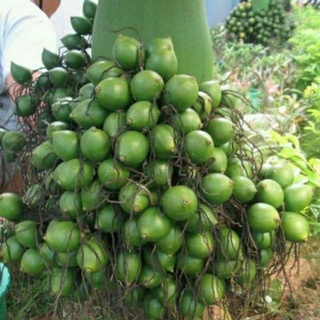 Cây giống CAU lùn làm kiểng ăn trái