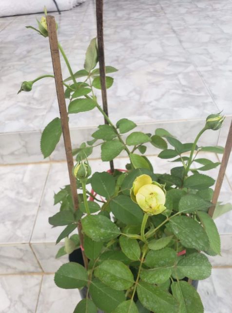 Hoa Hồng trứng Catalina