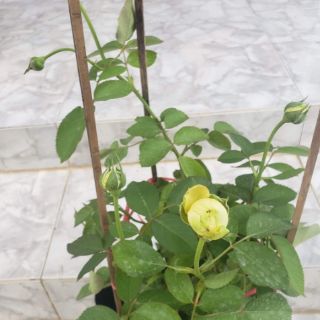 Hoa Hồng trứng Catalina(tặng kèm phân bón)