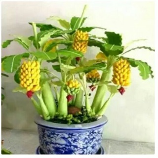 Chuối cảnh mini cây khỏe,hàng chọn lọc