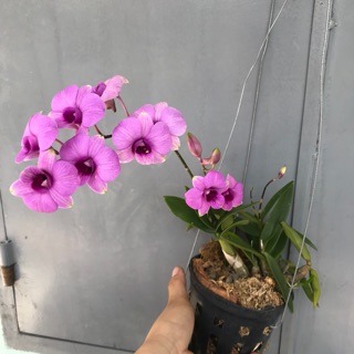 Hoa Lan yayamini chậu đang nụ, hoa