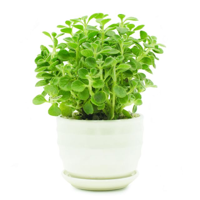 Cây nhất mạc hương