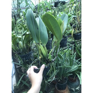 Cattleya Cây Trưởng Thành