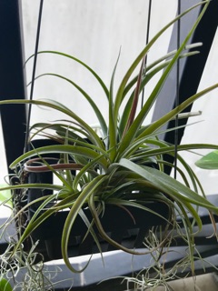 Cây không khí Tillandsia capitata