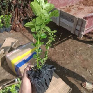 Cây giống siro