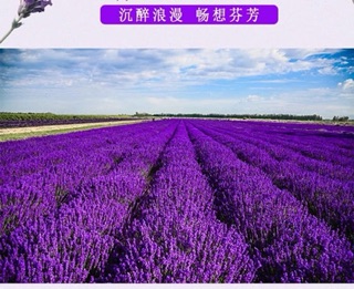 COMBO LAVENDER - 4 TÚI THƠM SẤY KHÔ