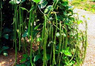 Hạt giống đậu đũa lùn thái lan