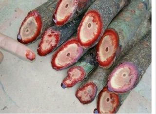 Cỏ máu-1kg