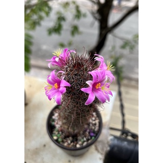 Xương rồng móc câu 2