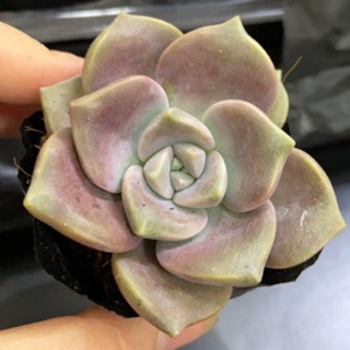 Sen đá hồng mập (bầu)