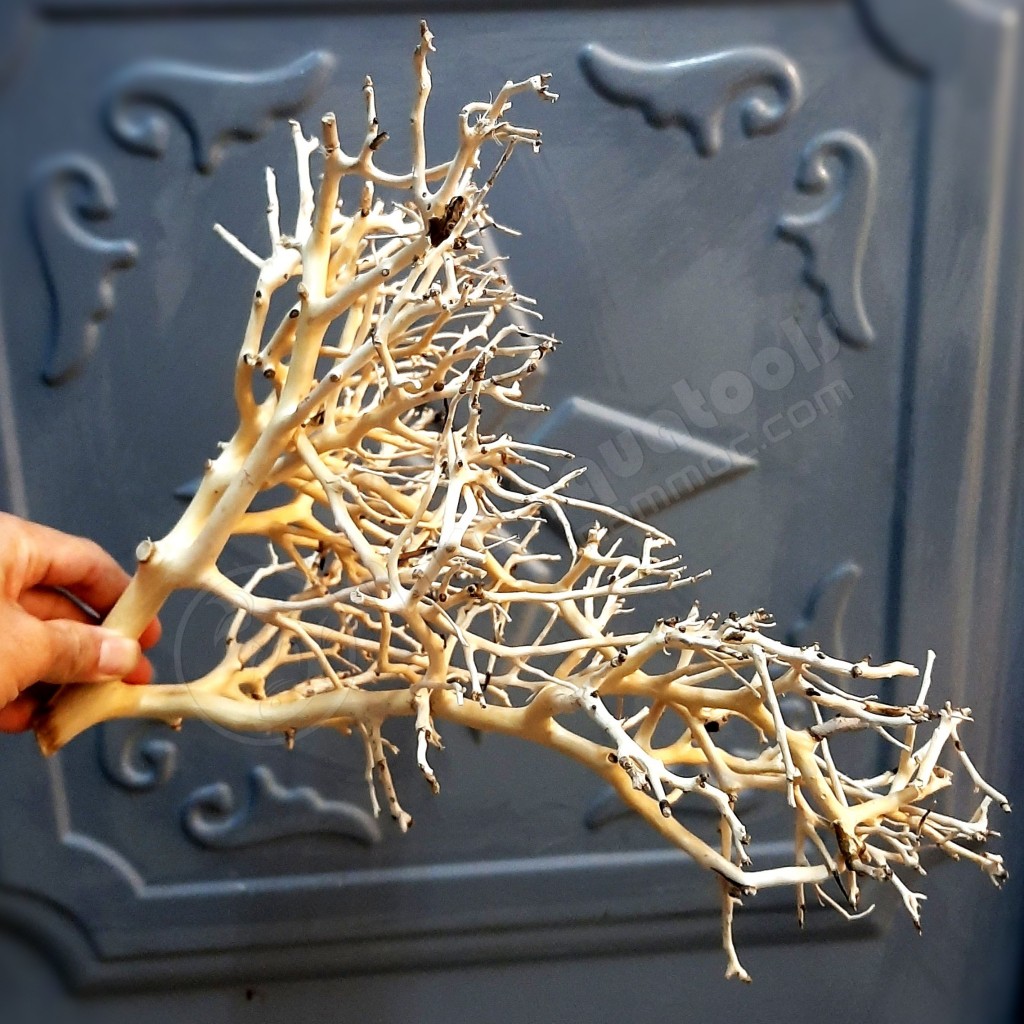 Lũa Xương Chùm | Lũa Tán Quýt Mini | Lũa Dáng Bonsai Tự Nhiên Cho Bể Thuỷ Sinh